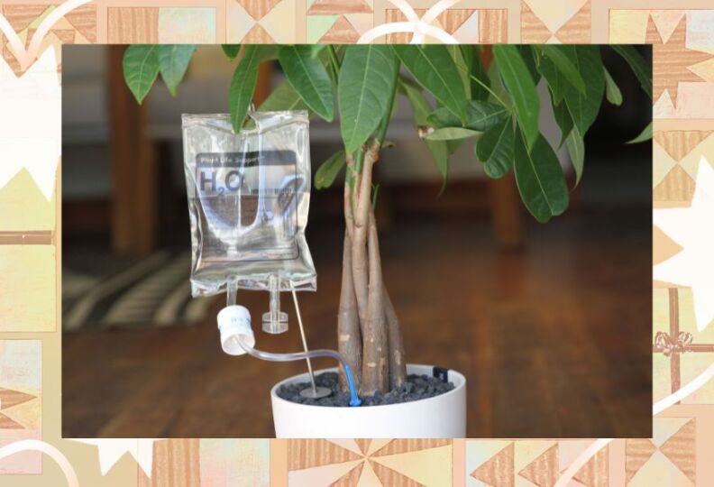 A plant with green leaves in a white pot has an IV bag attached to it by wires