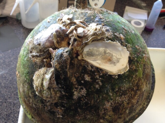 A Japanese buoy covered in oysters (Crassostrea gigas) was found floating in Alsea Bay, Oregon in 2012.