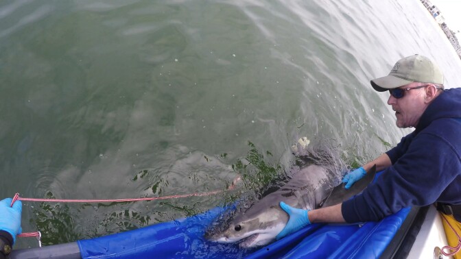 Chris Lowe, director of the Shark Lab at California State University, Long Beach, releases a juvenile white shark off Belmont Shore in spring 2017 after successfully affixing a smart tag to its dorsal fin.