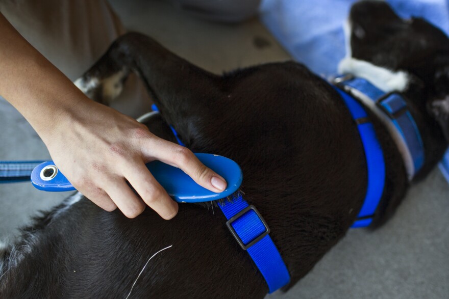 Students brush dogs' hair during spcaLA's humane education after-school program at Bunche Middle School in Compton on Tuesday afternoon, March 8, 2016. The program aims to help students address trauma.