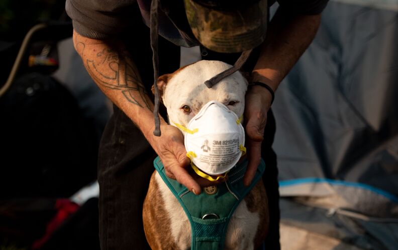 A person with tattooed arms fits a mask on a dog