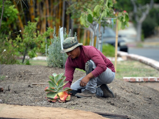 Landscaper David Puac installs a succulent plant during the installation of a drought-tolerant landscape in the front yard of Larry and Barbara Hall's home in the San Fernando Valley area of the city of Los Angeles, July 17, 2014. 