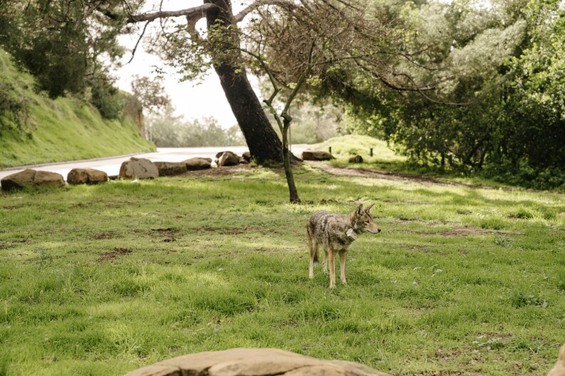 A gray and tan coyote wearing a collar with a gray plastic box on it stands in a green grass clearing next to a small roadway lined with rocks to the left, a large brown tree at the center, and green bushes to the right.