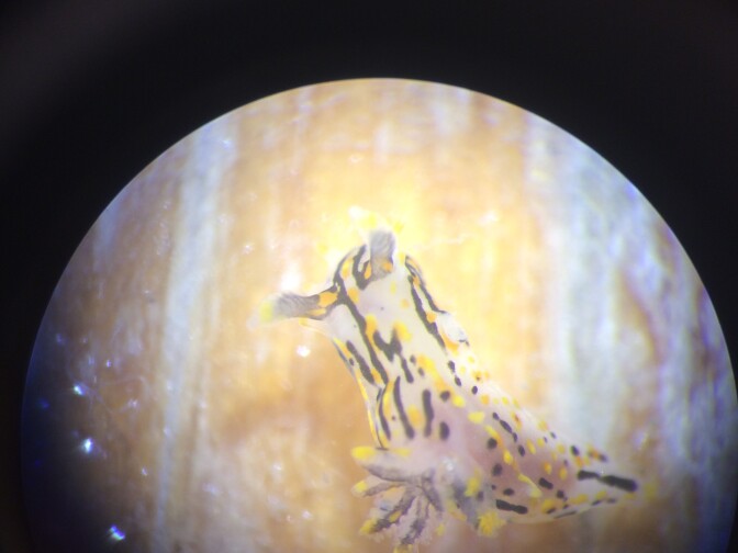 Scientists use microscopes to identify species such as this sea slug called polycera atras. 