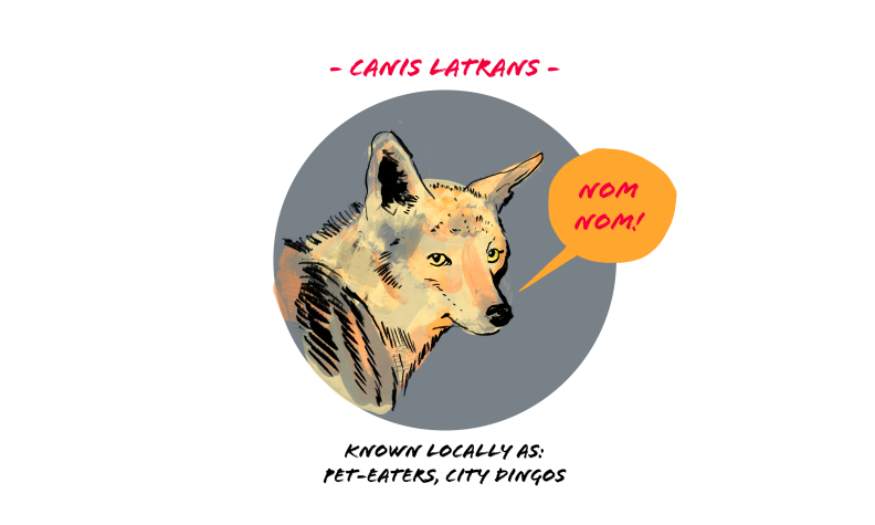 Illustration of a coyote, with text Canis Latrans, Known locally as pet-eaters, city dingos; coyote is positioned in a gray circle with a text bubble reading NOM NOM!