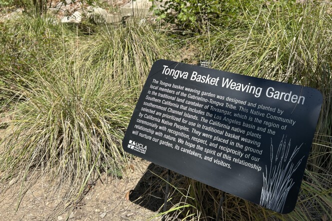 Low grass plants next to a sign that says Tongva Basket Weaving Garden