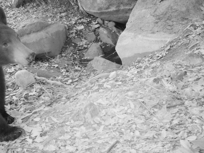 Camera traps picked up the presence of black bear in Malibu Creek State Park on July 26, 2016. There's no population of bears in the Santa Monica Mountains and it's rare for a bear to travel into those mountains.