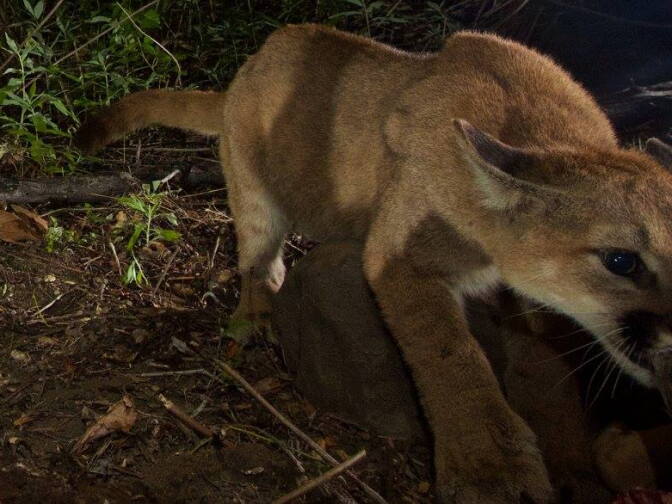 National Park Service: "Unmarked kitten."