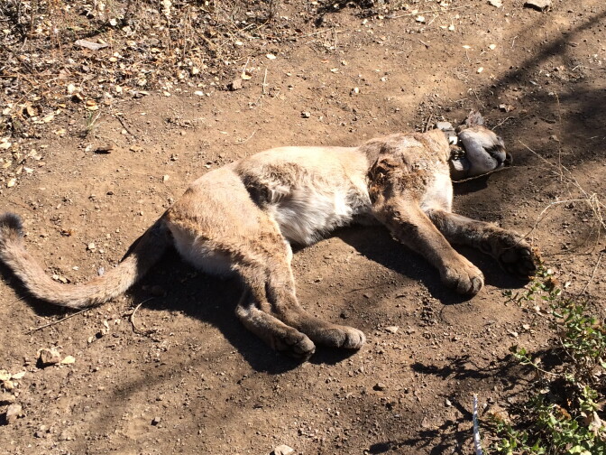 P-34, a juvenile female researchers began following when she was only three weeks old, was found dead by a runner on a trail in Point Mugu State Park on September 30, 2015. 