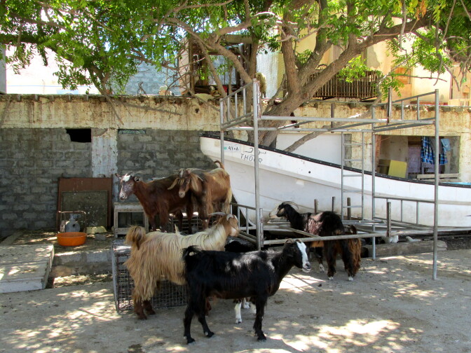 Goats seek shade from midday sun in Tiwi a fishing village