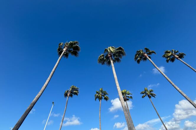 The fronds on palm trees blow sideways in high winds