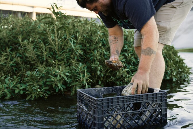 A person pulls rocks from a black milk crate that's in a body of water and place them near greenery.