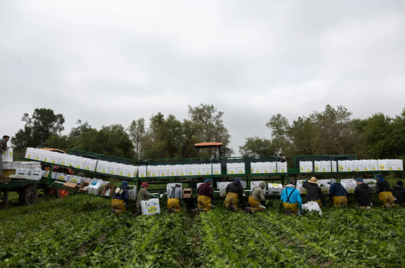 Farmworkers are harvesting produce into white boxes on a on a metal structure and vehicle.