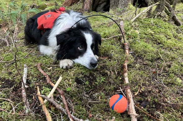 A border collie laying down in a forest, with a ball in front of it.