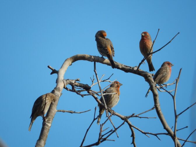 Five reddish-brown birds perched on bare tree branches against a clear blue sky.