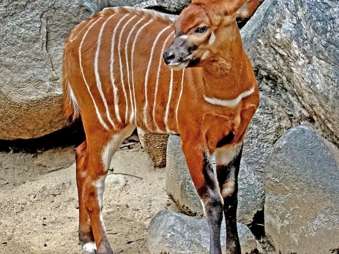 At birth, the bongo weighed 55 pounds and stood less than two feet tall.