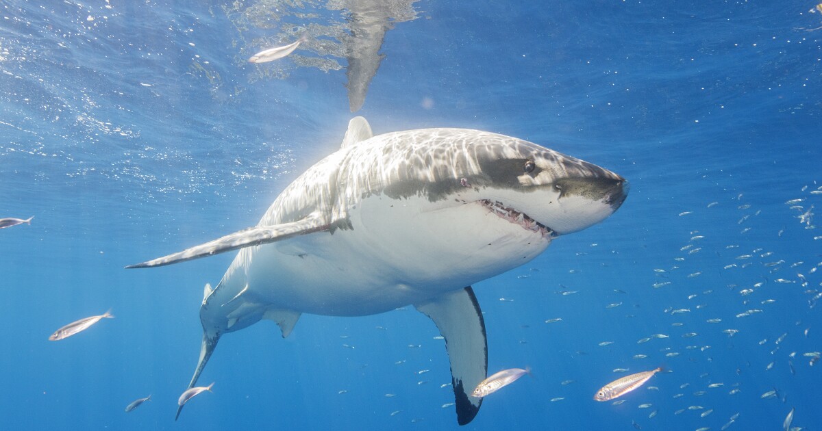 Great white shark spotted