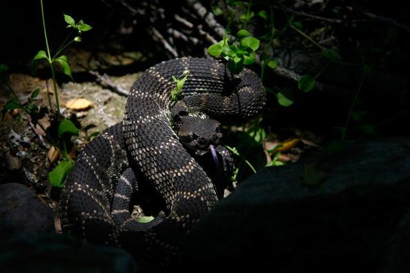 LOS ANGELES, CA - MAY 21: A venomous southern Pacific rattlesnake tastes the air in Santa Ynez Canyon in Topanga State Park on May 21, 2008 in Los Angeles, California.