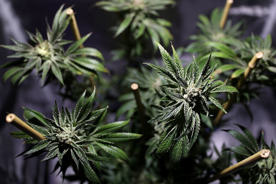 A marijuana plant is displayed during the 2016 Cannabis Business Summit & Expo in Oakland.