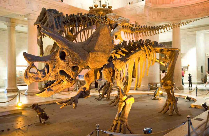 dinosaur-nhm.jpg