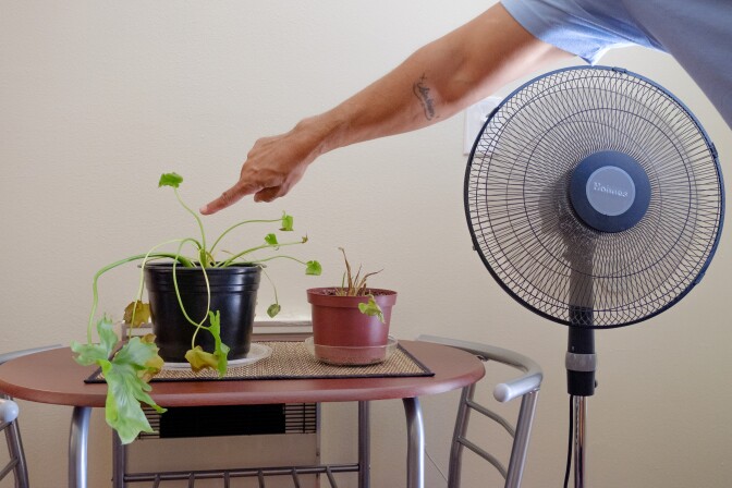 Two potted plants sit on a small table with two chairs. An arm stretches over a standing fan next to the table and points at the stalk of one of the plants.