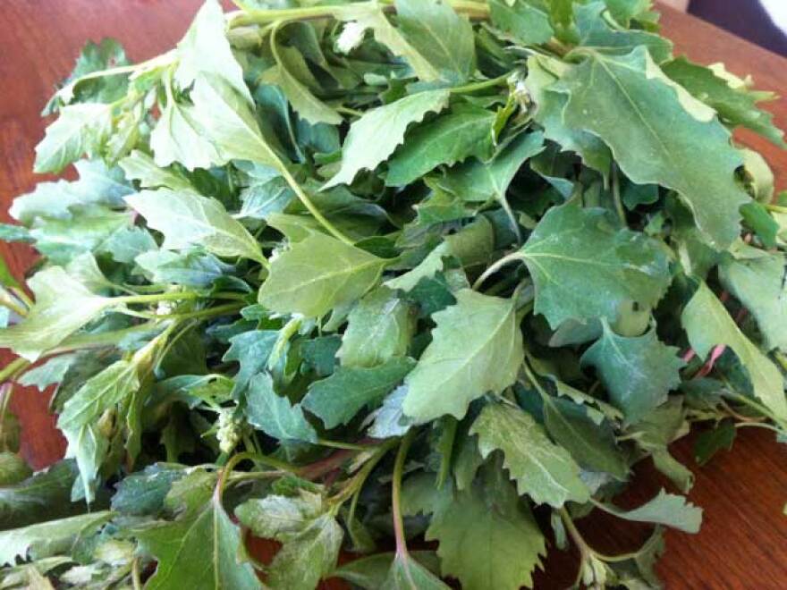 hp_lambsquarters.jpg