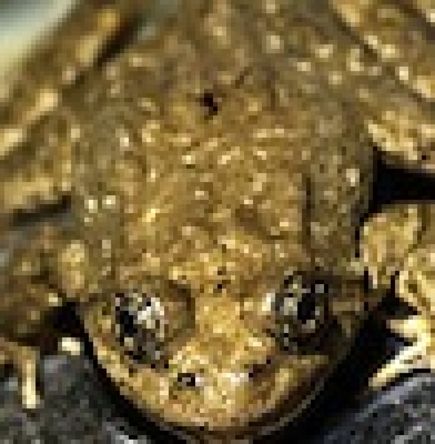 yellow-legged-frog.jpg