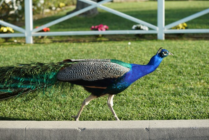 An Arcadia peacock prepares to cross the road. 