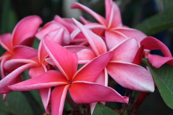 A close-up picture of pink, star-shaped flowers.