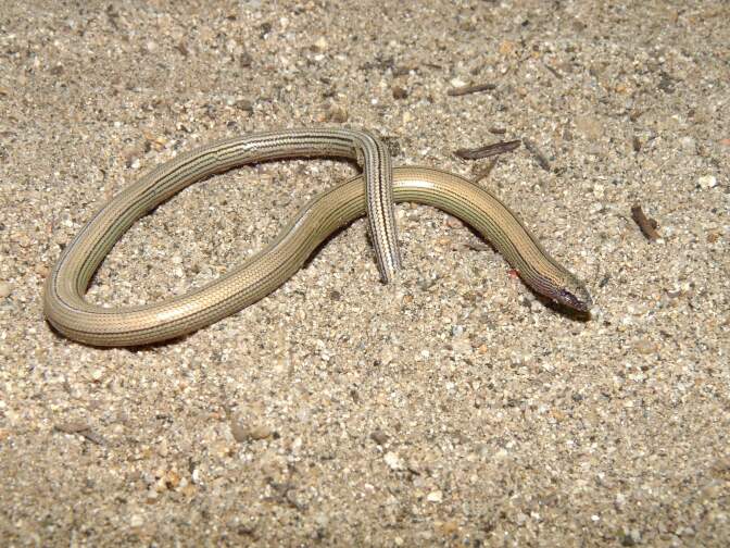 This Temblor legless lizard was found around Taft in an oil field. 