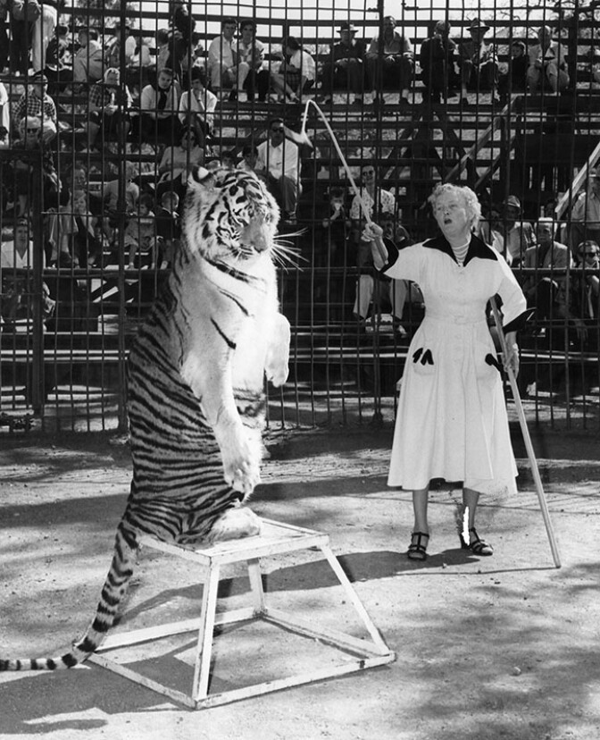 Satan, striped tiger at Jungleland in Thousand Oaks, goes through his paces for Mabel Stark, only woman tiger trainer in world, shortly after her return from Japan.