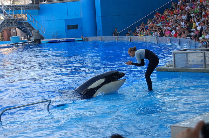 seaworld-show.jpg