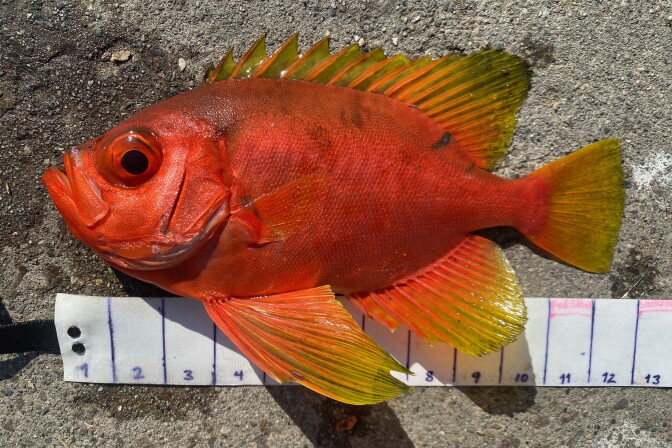 A bright red fish with yellow fin edges lies on pavement next to a measuring tape.