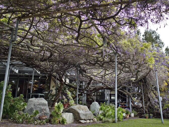 The one-acre vine stretches across two adjacent Sierra Madre properties on trellises. Homeowner Nel Solt bought this home 41 years ago.
