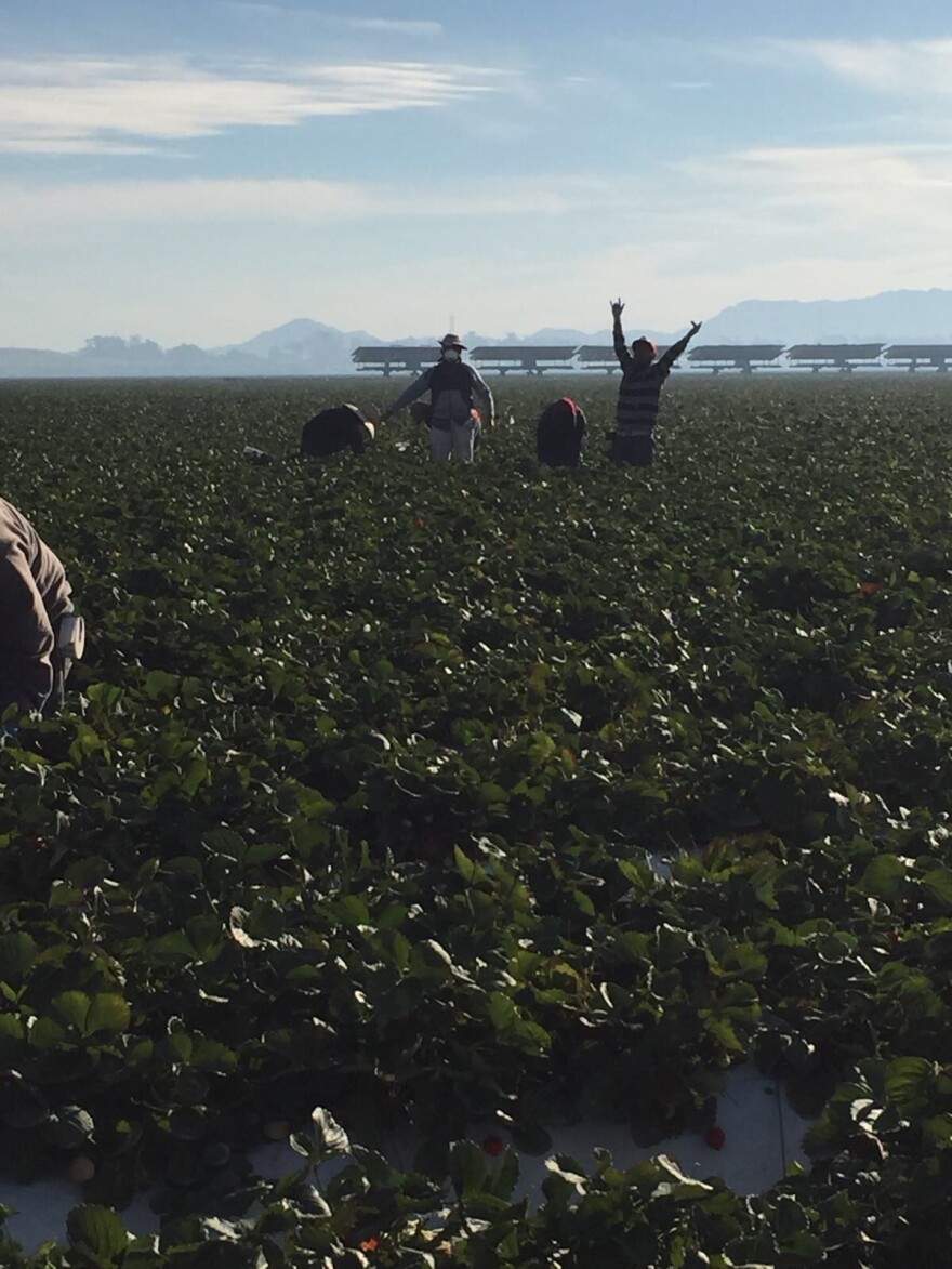 Some farm workers in Oxnard received masks to protect themselves from the Thomas Fire, but other field hands employed elsewhere did not.
