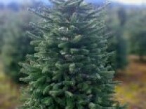 This Turkish Fir is an example of one of the trees offered for rent by The Living Christmas Company.