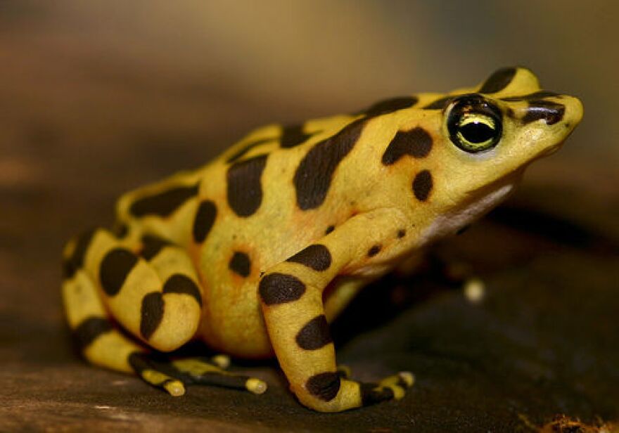 Image of a Panamanian Golden Frog.