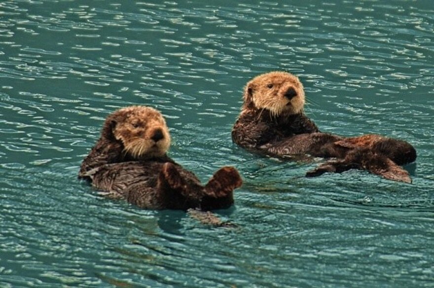sea-otters-funding.jpg