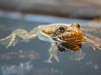 An endangered Southern Mountain Yellow-Legged Frog floats in a tank in the breeding room at the LA Zoo. There are approximately 100 left in the wild.