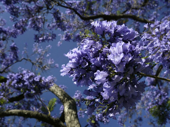 Purple blossoms appear as southern California's Jacaranda trees go into full bloom on May 19, 2004 in South Pasadena, California. The subtropical Jacarandas are common throughout much of southern California, growing as tall as 30- to 90-feet.