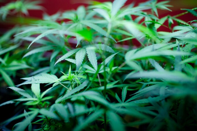 Marijuana plants for sale at Studio City's Perennial Holistic Wellness Center.