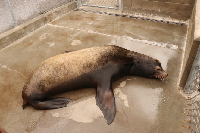 A brown sea liion tht's laying flat on a wet concrete surface that's surrounded by a fence. The mammal appears lethargic.