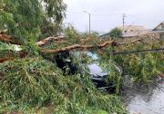 A car with dark paint is covered by a downed tree and power lines.