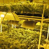 Long Beach Police raided seven medical marijuana dispensaries Wednesday, Oct. 10, 2012. Several of the dispensaries operated elaborate marijuana growing facilities.