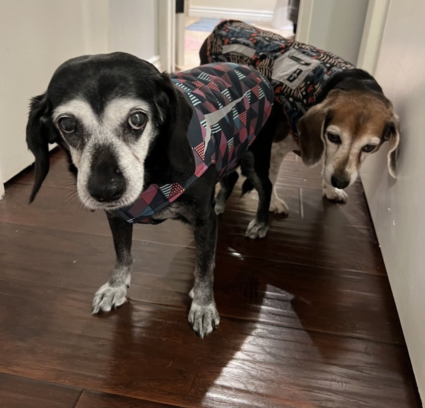 Dog Won't Poop in Rain?