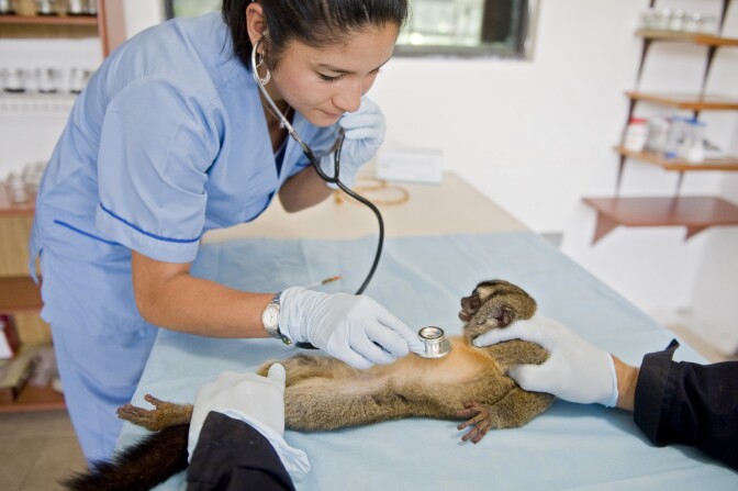 A veterinarian examines a monkey in a laboratory at the Center for Scientific Research Caucaseco in the outskirts of Cali, Colombia, on April 25, 2012, during the World Day for the fight against malaria.