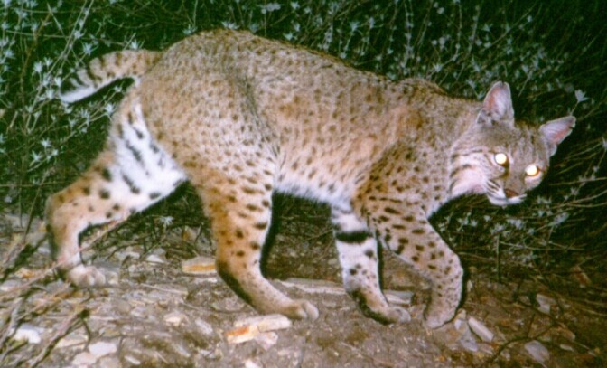 This image of a male bobcat was snapped by a remote camera in the Simi Hills area. (This is not bobcat #300.) 