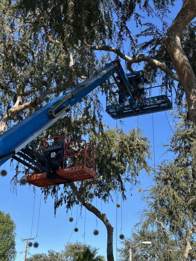 People in boom lifts install sparkle ball decorations from trees. 