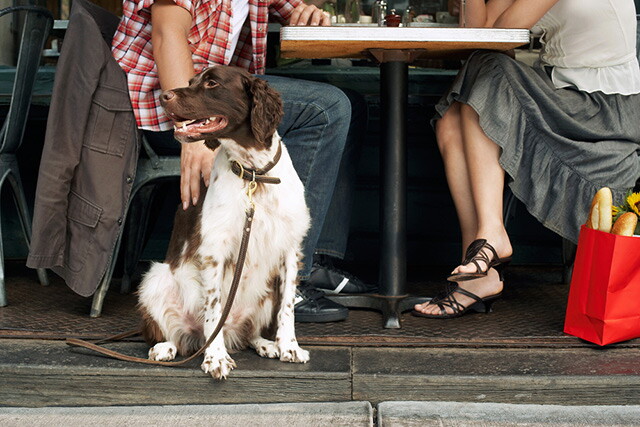 Debate Brews Over Dogs in Los Angeles Restaurants Amidst Policy Disregard