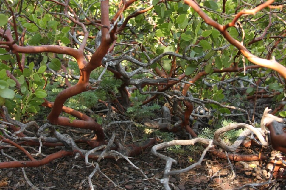 File photo of manzanitas. 